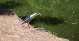 Night Heron- Davis California