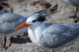 Royal Tern