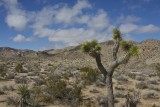 Joshua Tree