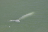 Grey Whale Mommy