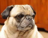 OTTO THE PUG