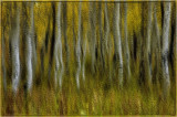03/10/11 -Aspen Multiple Exposure, 2