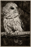 04/15/11 - Barred Owl