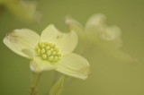 04/25/11 - Dogwood - (Shoot-through)