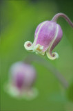 06/04/12 - Floral Echoes