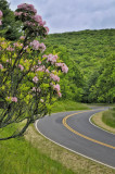 06/06/12 - Skyline Drive & Mountain Laurel (Shenandoah NP)
