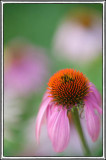 06/10/12 - DOF, How much is enough?
