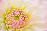 06/14/12 - Just Another Dahlia, 2