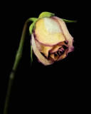 1/16/08 - The Last Rose