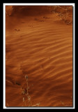 footprints_in_the_sand