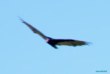 z P1090544 Turkey vulture soaring - cropped