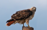 z P1090537 Red tailed hawk eyes photographer - cropped
