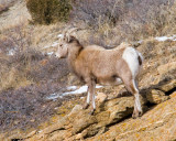 zP1030429 Bighorn sheep above Fall River near RMNP.jpg