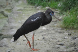 Abdims Stork - ciconia abdimii