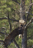 Eagle breaking off a branch for its nest