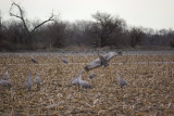 IMG_5697SM1.jpg