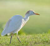 Walking Heron.jpg