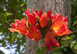 Flowering tree trunk.jpg