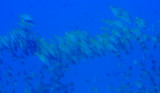 School of fish.jpg