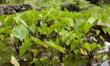 Taro planting.jpg