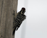 nuttalls woodpecker BRD4560.jpg
