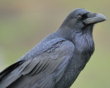 common raven BRD4622.jpg