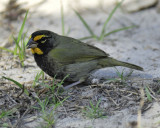 yellow-faced grassquit BRD8236.jpg
