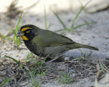 1730a_yellow_faced_grassquit