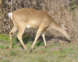 white-tailed_deer_DSC3617.jpg