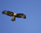 red-tailed hawk BRD3857.jpg