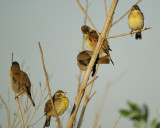 dickcissel BRD0164.jpg