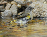 american redstart BRD1097.jpg