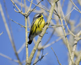 magnolia warbler BRD1411.jpg