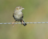 cassins sparrow BRD2157.jpg