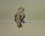 cassins sparrow BRD2210.jpg
