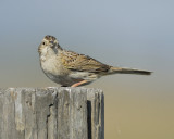 cassins sparrow BRD2227.jpg