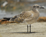 laughing gull BRD3168.jpg