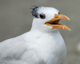 royal tern BRD3245.jpg