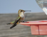 rufous hummingbird BRD3565.jpg