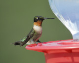ruby-throated hummingbird BRD4449.jpg