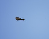 hook-billed kite BRD6088.jpg