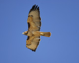 red-tailed hawk BRD7099.jpg