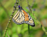 monarch butterfly_BRD7162.jpg