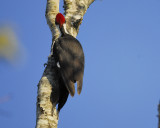 pileated woodpecker BRD7624.jpg