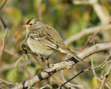 white-crowned sparrow BRD7768.jpg