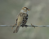 white-crowned sparrow BRD7997.jpg