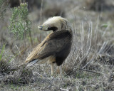 crested caracara BRD7910.jpg