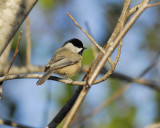 carolina chickadee BRD8194.jpg