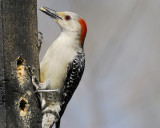 red-bellied woodpecker BRD9108.jpg
