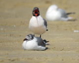 laughing gull BRD9422.jpg